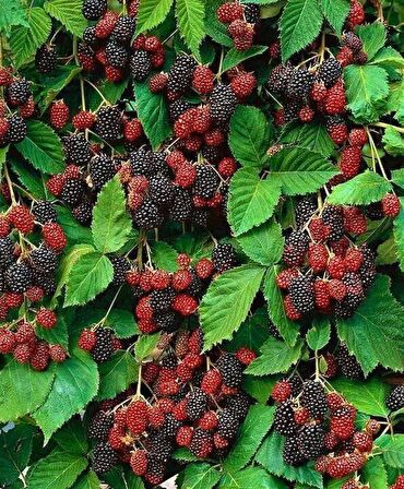 2 ADET Yediveren Böğürtlen fidanı [Rubus fruticosus} tüplü