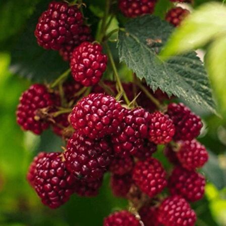 2 ADET Yediveren Böğürtlen fidanı [Rubus fruticosus} tüplü