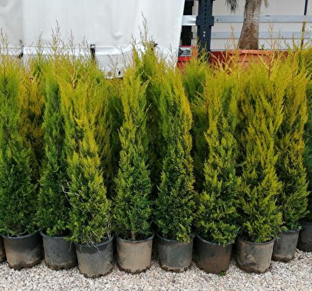 SAKSILI LİMONİ SERVİ