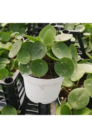 Pilea Çin Para Çiçeği 10-20 cm