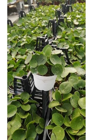 Pilea Çin Para Çiçeği 10-20 cm