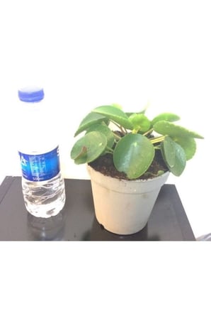 Pilea Çin Para Çiçeği 10-20 cm