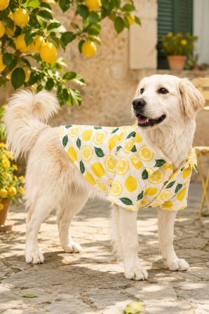 KEDİ-KÖPEK KIYAFETİ, KÜÇÜK VE ORTA IRKLAR İÇİN LİMON DESENLİ PREMİUM KUMAŞ KEDİ/KÖPEK GÖMLEĞİ