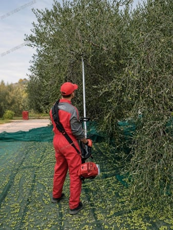 Cifarelli Sc 605 Zeytin Hasat Makinesi Yeni Model