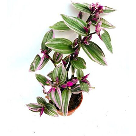 Tradescantia Nanouk 15 cm Pembe Telgraf Çiçeği Canlı Bitki