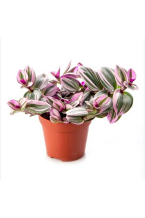 Tradescantia Nanouk 15 cm Pembe Telgraf Çiçeği Canlı Bitki