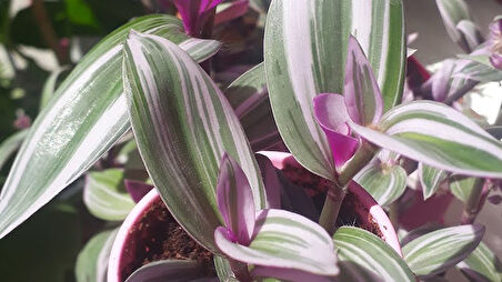 Tradescantia Nanouk 15 cm Pembe Telgraf Çiçeği Canlı Bitki