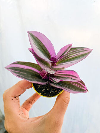 Tradescantia Nanouk 15 cm Pembe Telgraf Çiçeği Canlı Bitki