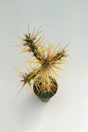 Euro Flora Cylindropuntia Whipplei Kaktüs 5.5 cm Saksıda