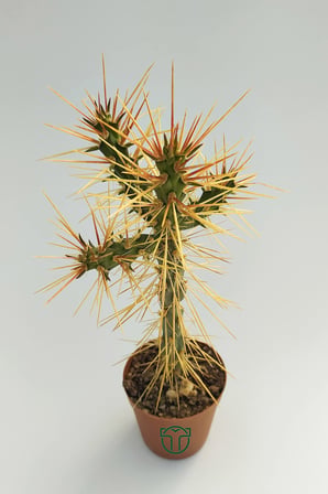 Euro Flora Cylindropuntia Whipplei Kaktüs 5.5 cm Saksıda
