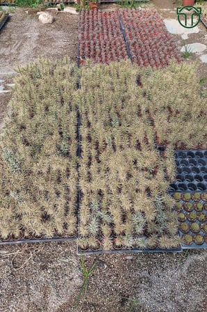 Euro Flora Cylindropuntia Whipplei Kaktüs 5.5 cm Saksıda