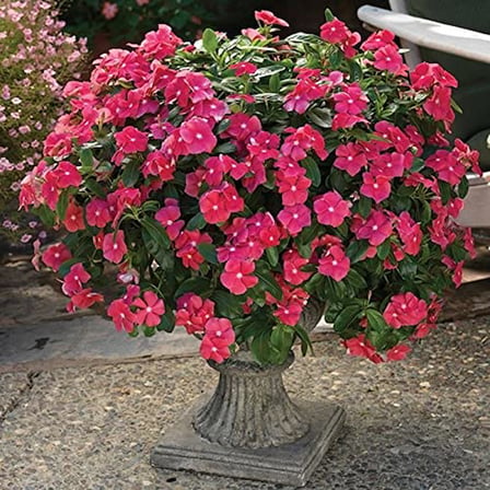 Miracle Tohum Vinca Rosea Deep Rose Rozet Çiçeği (20 tohum)
