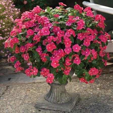 Miracle Tohum Vinca Rosea Deep Rose Rozet Çiçeği (20 tohum)