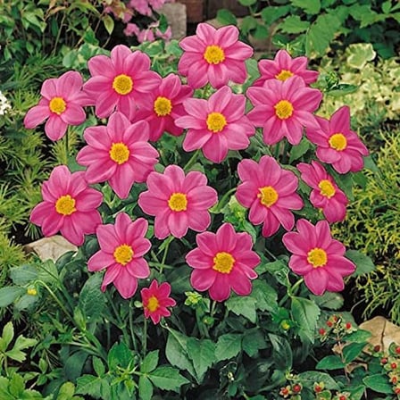Miracle Tohum Karışık Renkli Bodur Mignon Rose Dahlia Yıldız Çiçeği (80 tohum)
