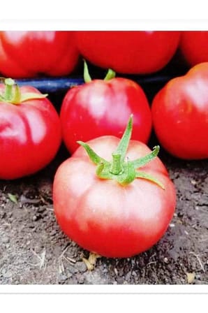 AGRODAL TARIM ATA TOHUMU YERLİ PEMBE DOMATES SAMİRA 100 ADET TOHUM