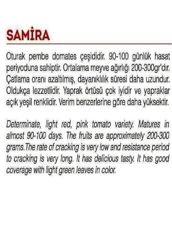 AGRODAL TARIM ATA TOHUMU YERLİ PEMBE DOMATES SAMİRA 100 ADET TOHUM
