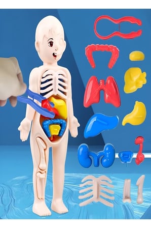 Ayver Insan Vücudu Anatomisi Organ Bulmaca Puzzle Bultak Yapboz Eğitici Ve Öğretici Oyuncak 20 Cm
