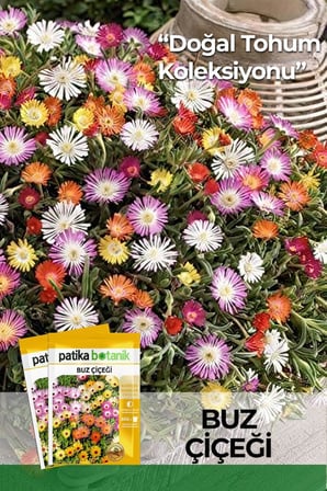 50 Adet Buz Çiçeği Tohumu