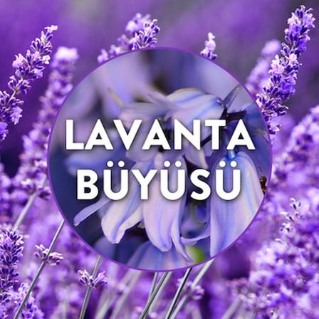 Lavanta Kokulu Elektrikli Oda Kokusu Yedek Şişe