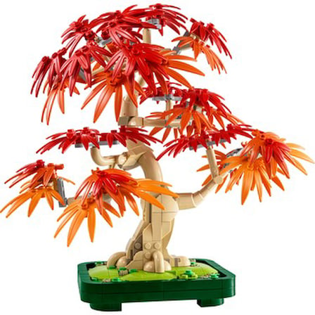 Japon Akçaağaç Bonsai Bitkisi - Yetişkin Bitki Severler için