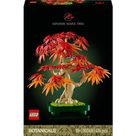 Japon Akçaağaç Bonsai Bitkisi - Yetişkin Bitki Severler için