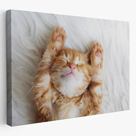 Kedi Yavrusu, Hayvan Temalı Dekoratif Kanvas Tablo, Duvar Dekoru 1125