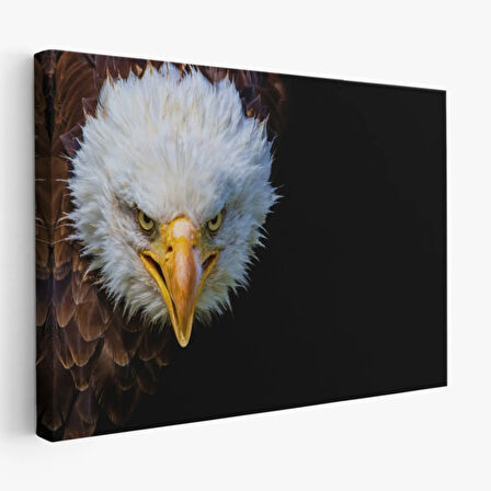 Kartal, Hayvan Temalı Dekoratif Kanvas Tablo, Duvar Dekoru 1132