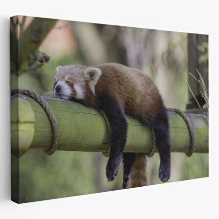 Kırmızı Panda, Hayvan Temalı Dekoratif Kanvas Tablo, Duvar Dekoru 1140