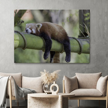 Kırmızı Panda, Hayvan Temalı Dekoratif Kanvas Tablo, Duvar Dekoru 1140