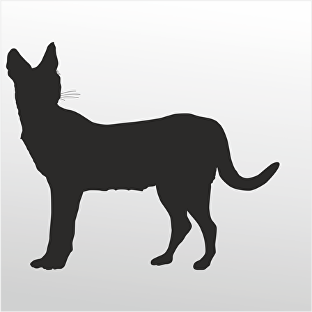 Folyo Sticker Kedi