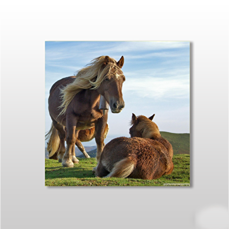 Midilli Çift  Kanvas Tablo