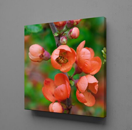 NAR ÇİÇEK AÇMIŞ