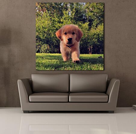 KAHVERENGİYAVRU KÖPEK