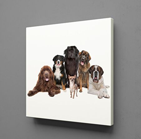KÖPEK TOPLULUĞU