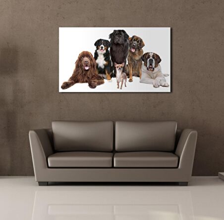 KÖPEK TOPLULUĞU