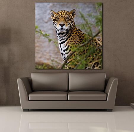 LEOPARIN DURUŞU