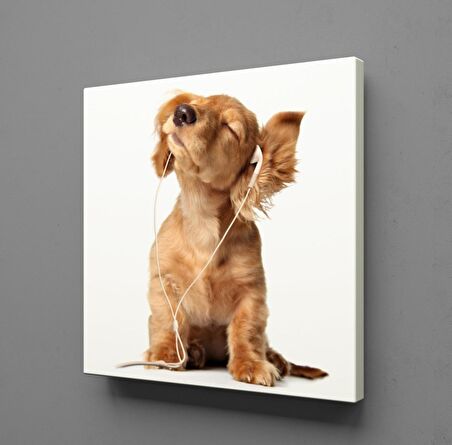 MÜZİK DİNLEYEN KÖPEK