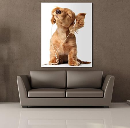 MÜZİK DİNLEYEN KÖPEK
