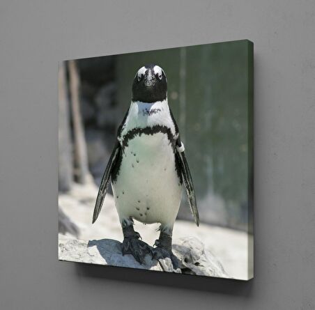 PENGUEN