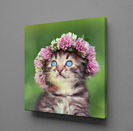 TATLI KEDİ