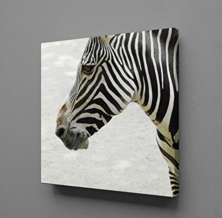 ZEBRA KAFASI