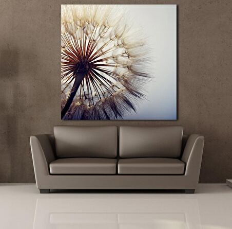 KARAHİNDİBA ÇİÇEĞİ RESİMLERİ