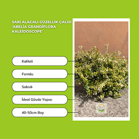 Sarı Alacalı Güzellik Çalısı 'Abelia Grandiflora Kaleidoscope'