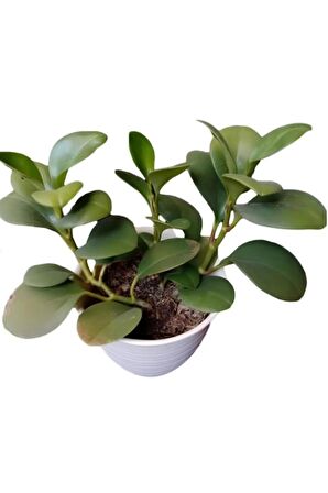 Zümrüt Dalgası Çiçeği 1 ADET Saksılı Sarmaşık Bitki 10-30Cm (Peperomia)