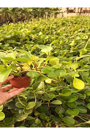 Zümrüt Dalgası Çiçeği 1 ADET Saksılı Sarmaşık Bitki 10-30Cm (Peperomia)