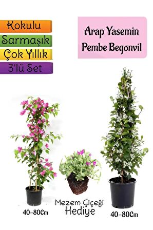 Kokulu Arap Yasemini+Pembe Begonvil+Mezem Çiçeği Hediyeli 3'lü Bahçe Seti