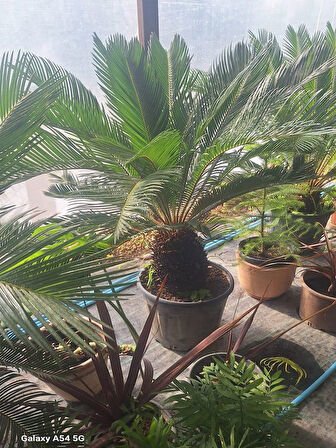 Büyük Japon Sago Palmiyesi Sikas 1 ADET Saksılı 70-100cm (Cycas)