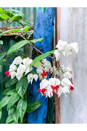 Videolu Büyüleyici Beyaz Kızılay Çiçeği Fidanı (30 40 CM)1 Adet Saksılı Clerodendrum