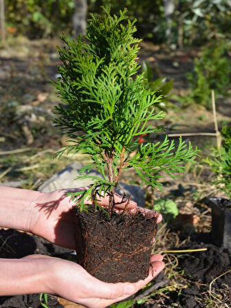 Cupressus Leylandii 40 Adet Leylandi Çam Ağacı Fidanı 10-30cm Dış Mekan Çit Bitkisi 