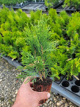 Cupressus Leylandii 40 Adet Leylandi Çam Ağacı Fidanı 10-30cm Dış Mekan Çit Bitkisi 